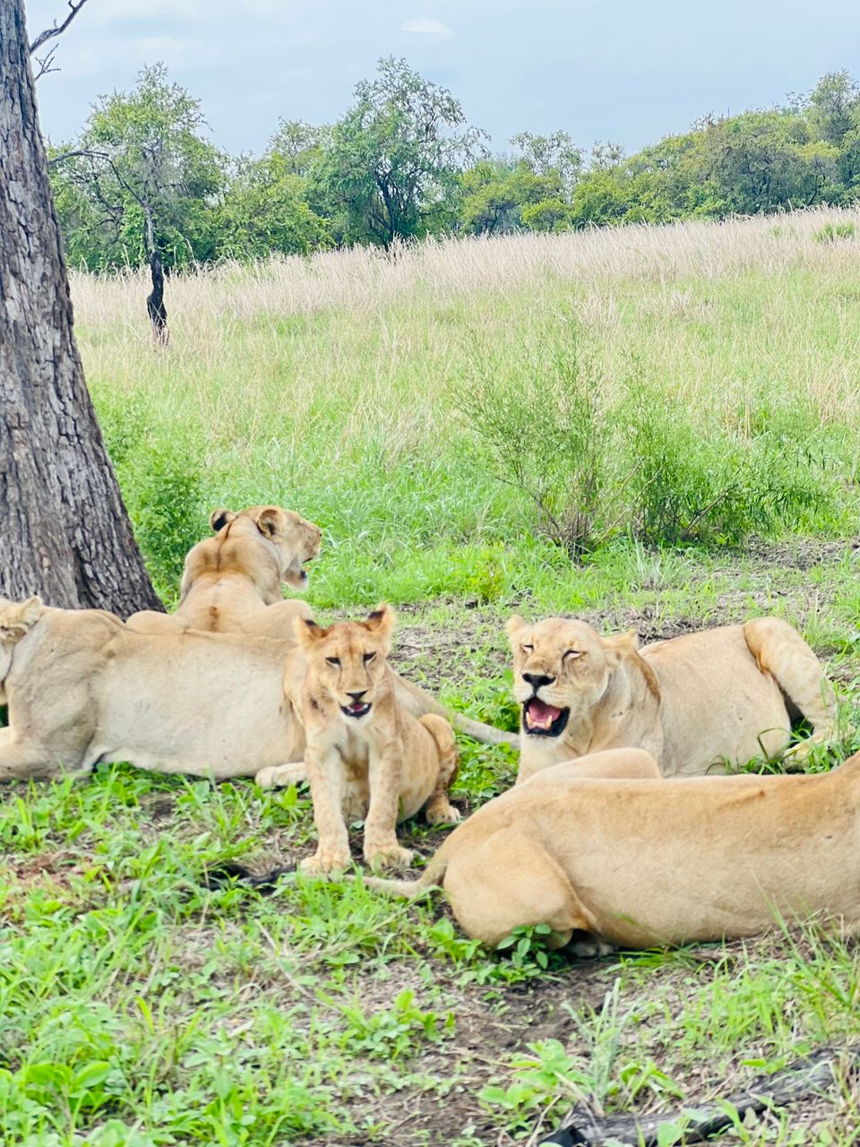 Enjoy the best safari ever