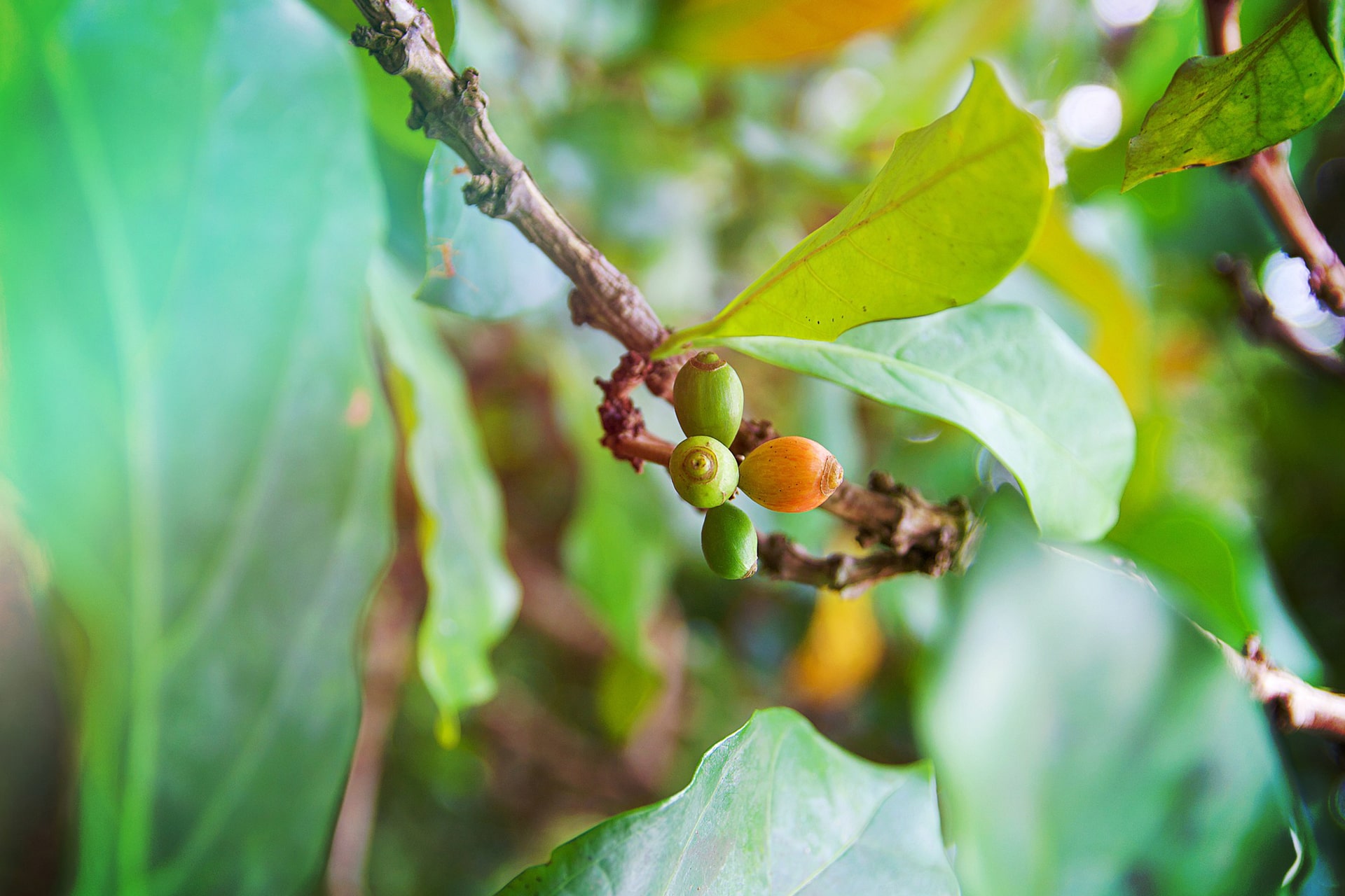 Spice Farm Tour