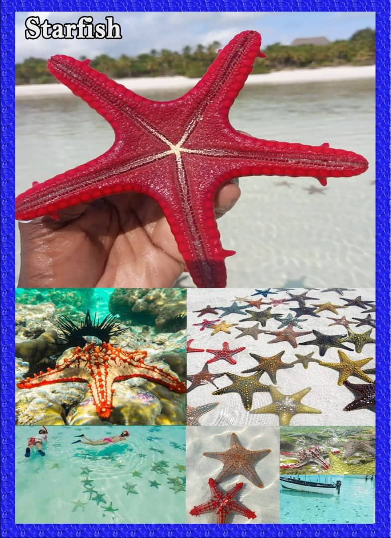 Star Fish